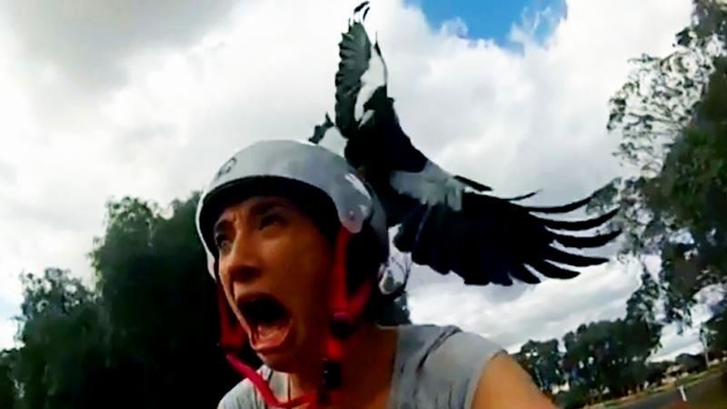 magpie.jpg
