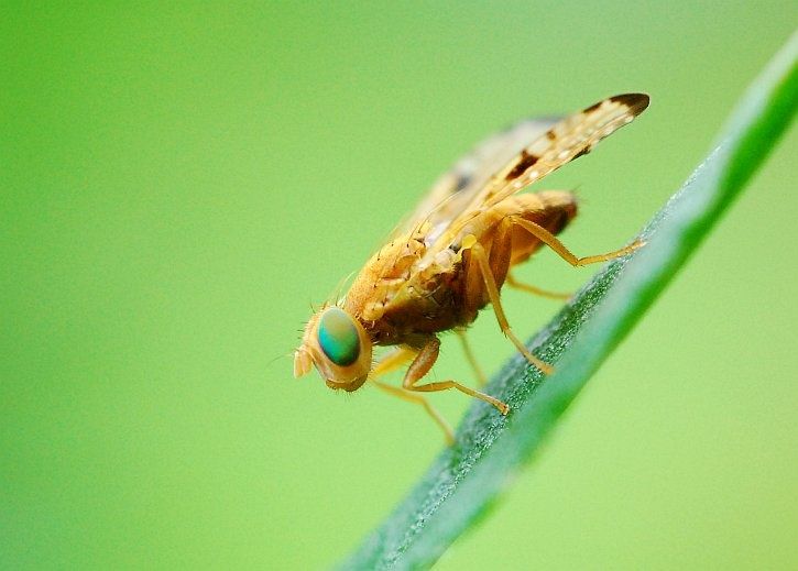 makro2.jpg ht=519