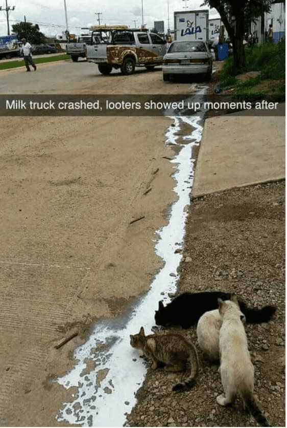 milk.PNG
