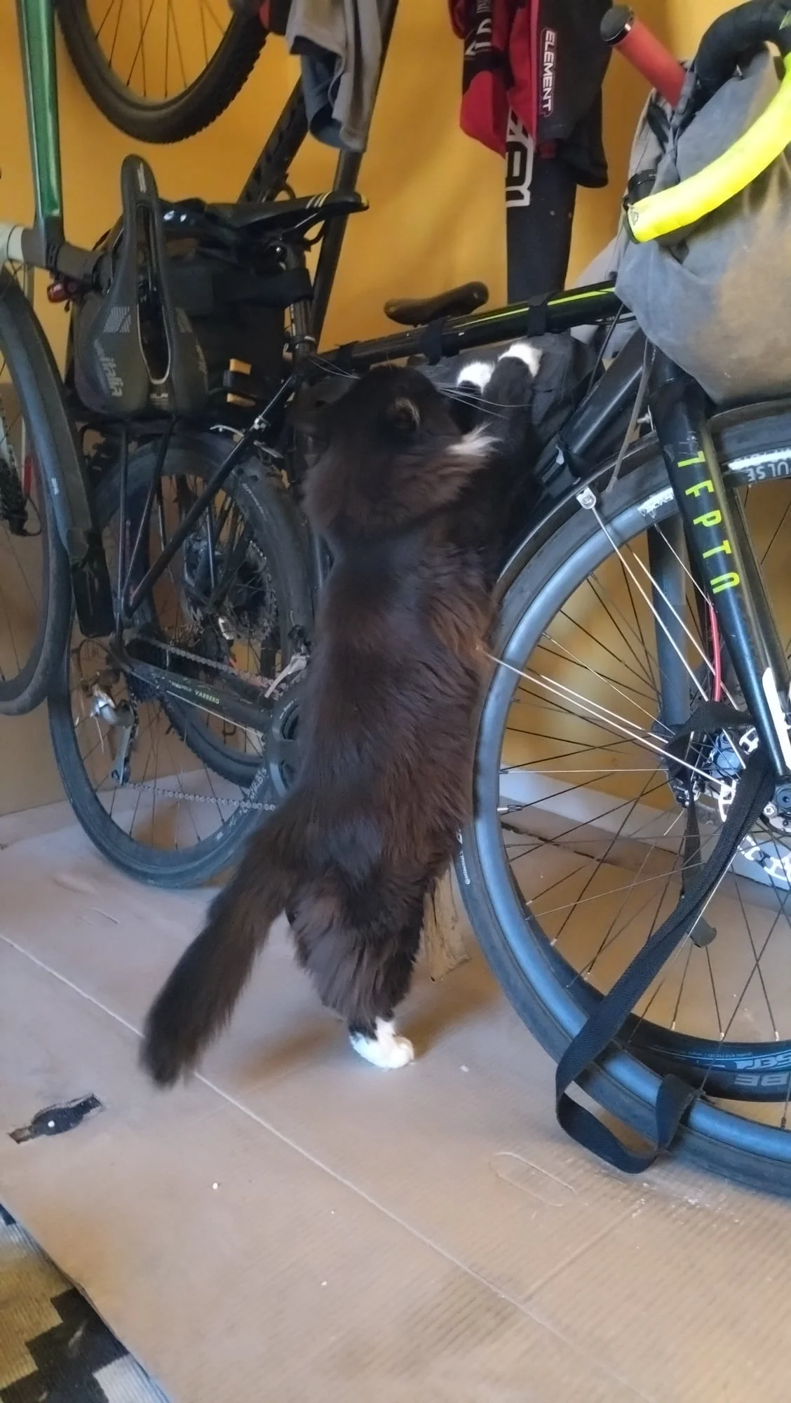 Milo_cykelklättring01.webp