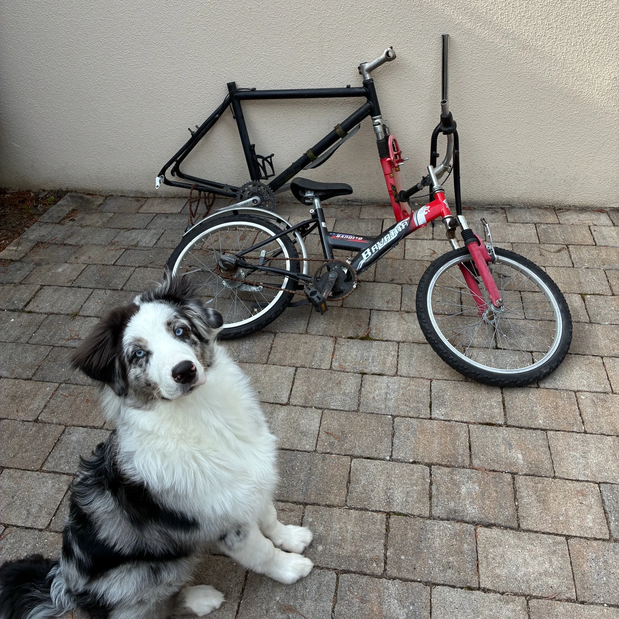 Minivelo - 1 (1).webp