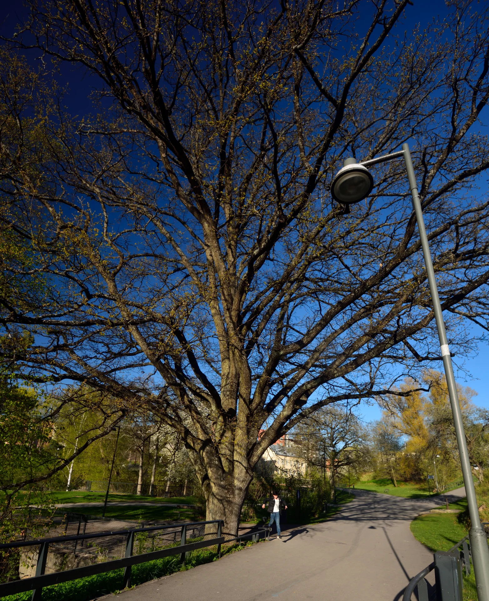 Miyata_113copyr_OlofA (1).webp