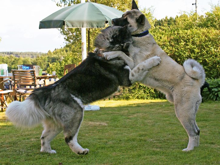 molletindra3_edited-1.jpg ht=542