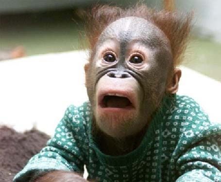 monkey.jpg ht=375
