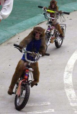 monkey_poo.jpg ht=400