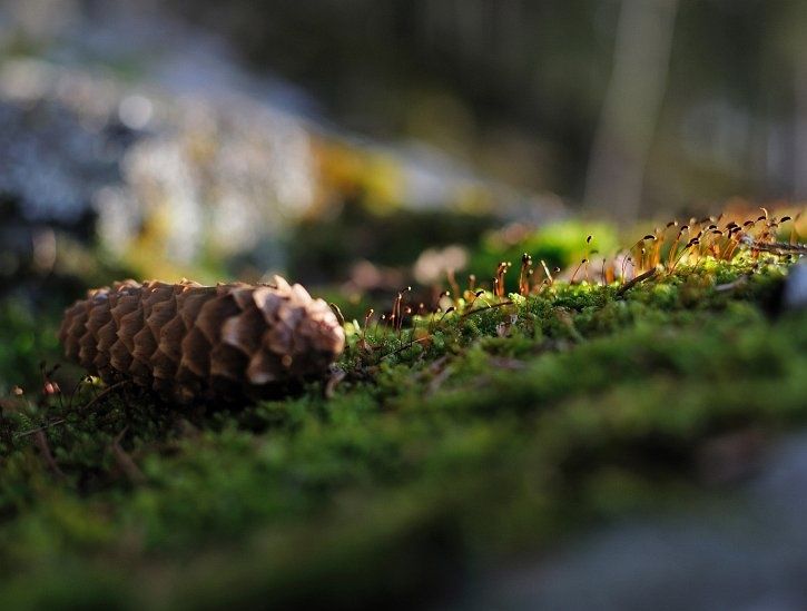 moss2.jpg ht=549