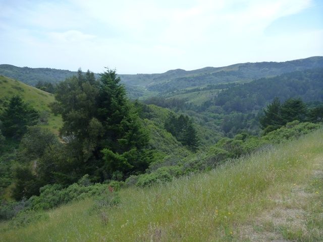 muirwoods.jpg