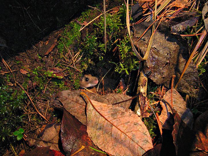 musrackare.jpg ht=543