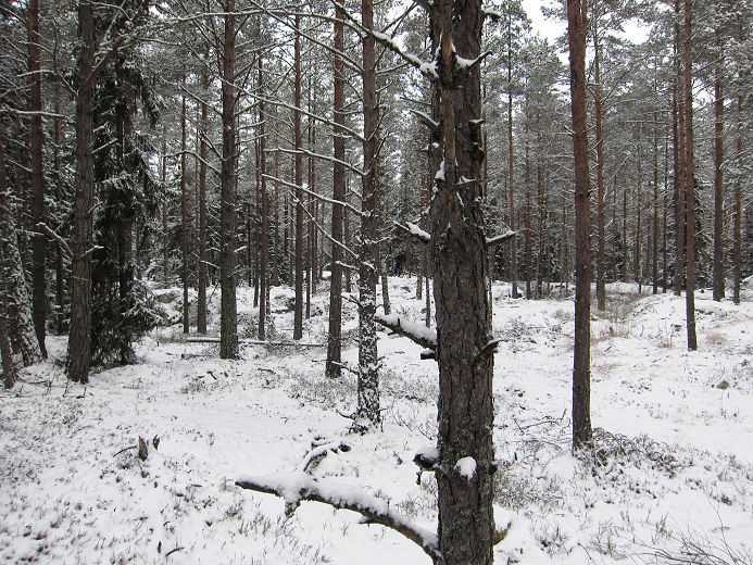 nsten_jan12_08.jpg