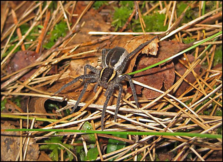 naturspindel.jpg ht=526