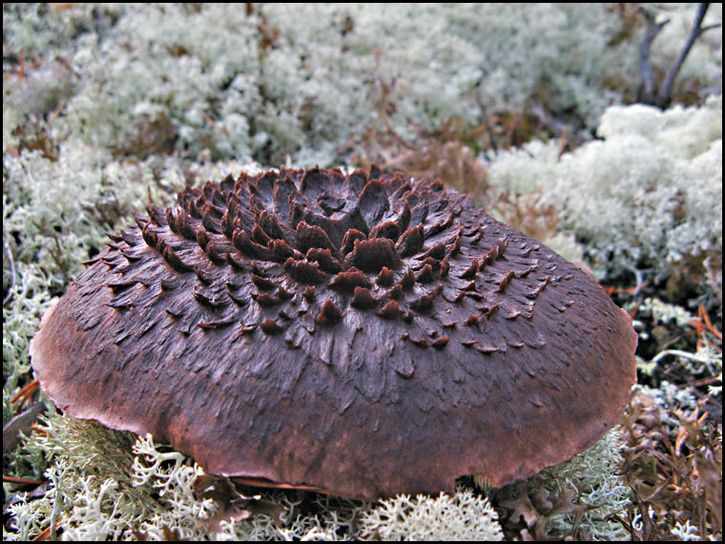 naturtaggis.jpg ht=544