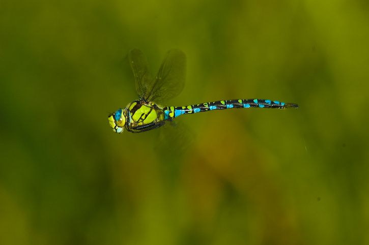 nikon316.jpg ht=482