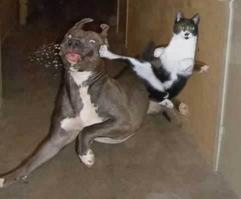 ninja-cat.jpg ht=397