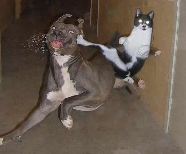 Ninjacat-main_Full.jpg ht=497