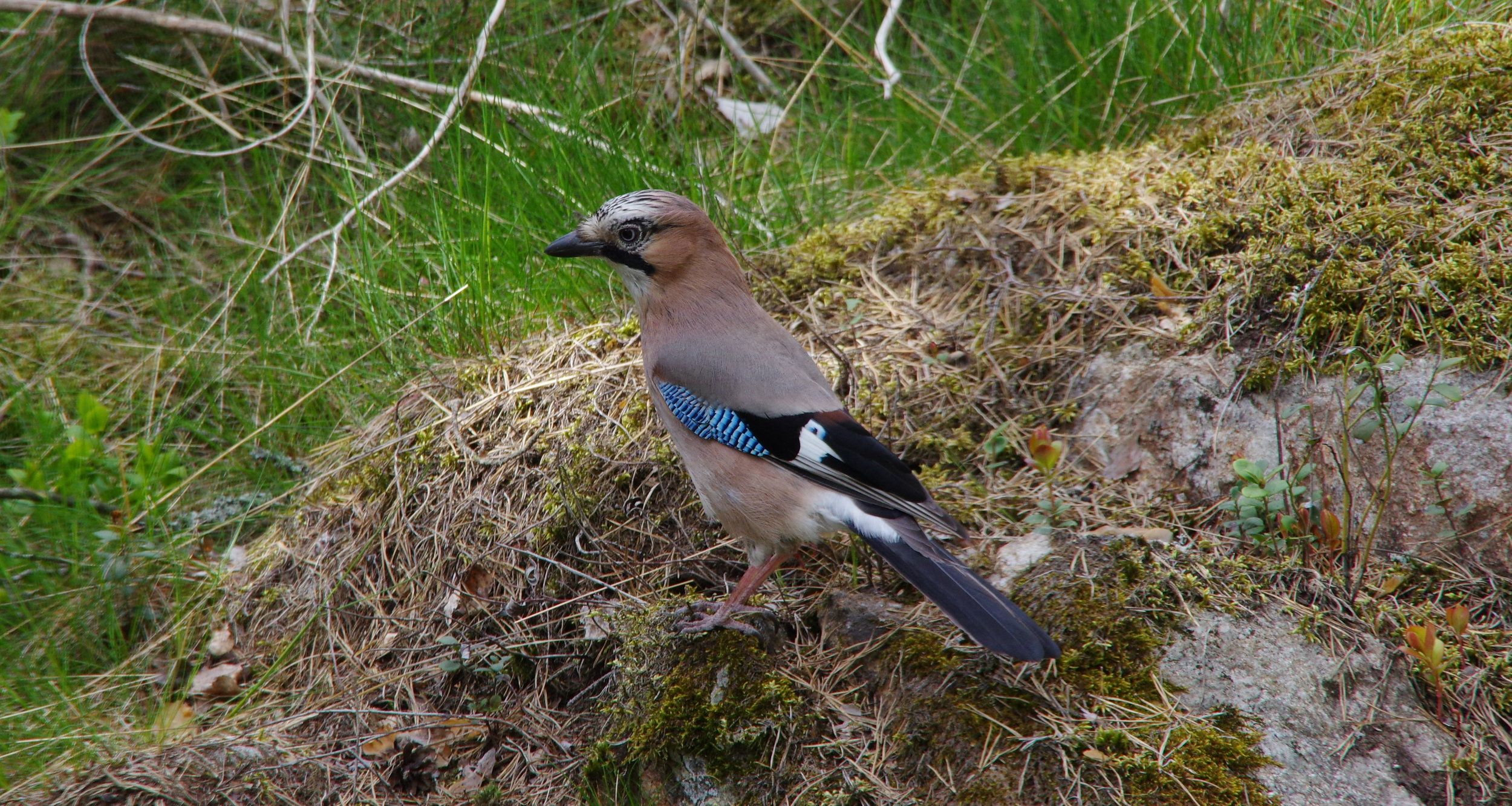 Nötskrika (Garrulus glandarius).JPG