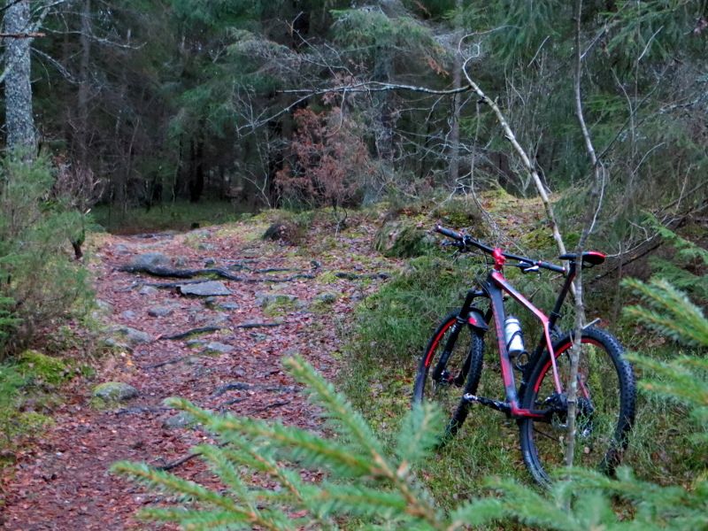 novbike_tree.JPG