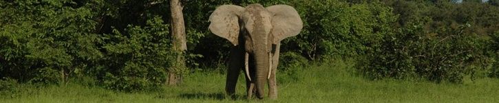 ny4.jpg ht=150