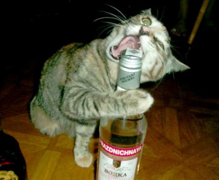 om-nom-vodka.jpg ht=576