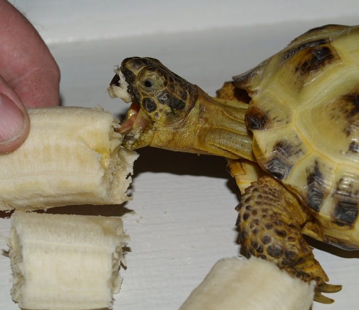 Om_nom_nom_by_Hanratty_Stock.jpg ht=626