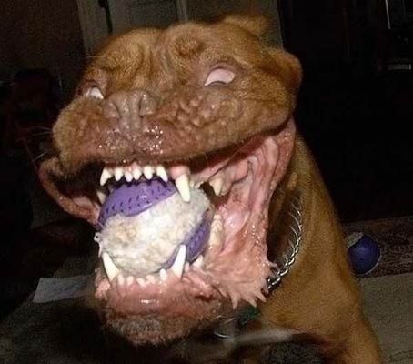 om_nom_nom_nom.jpg ht=400
