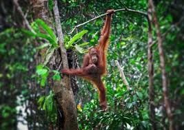 Orangutang_artikel.jpg