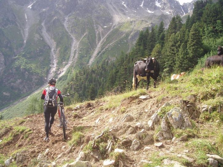 Oskar_and_cow.JPG ht=544