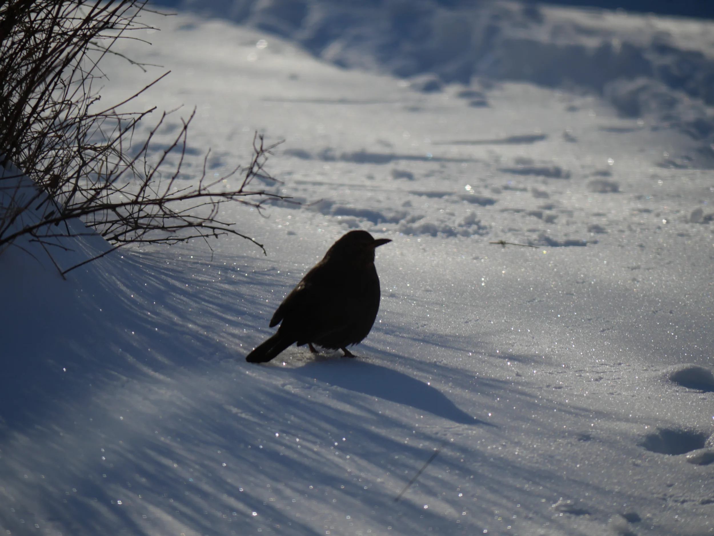 P1010800.webp