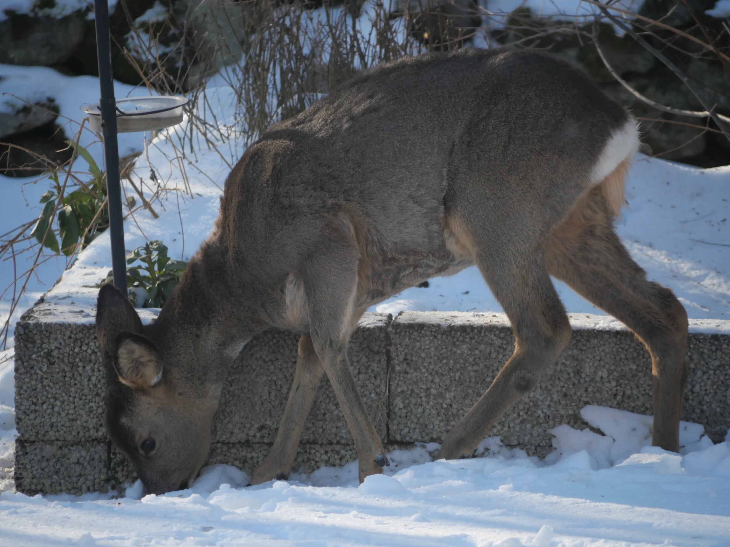 P1010803.webp