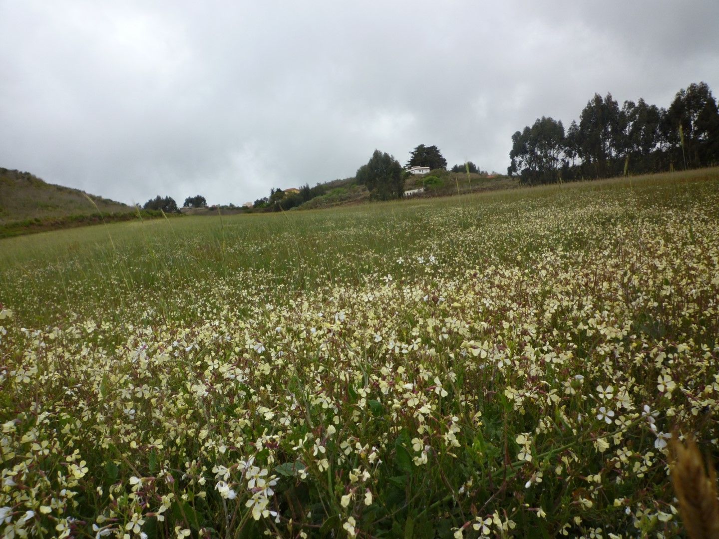 P1030374 (Large).jpeg