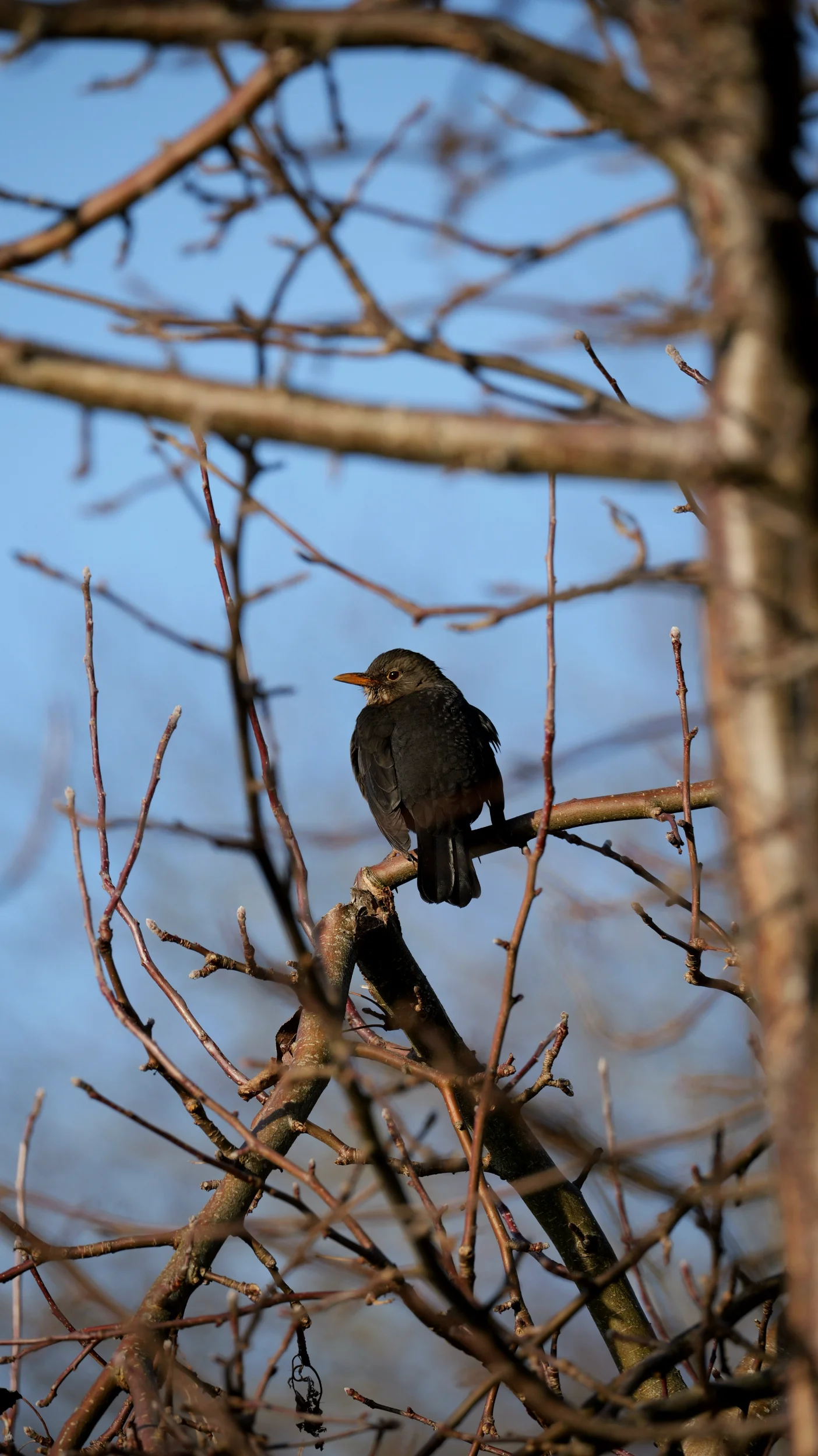 P1036584.webp