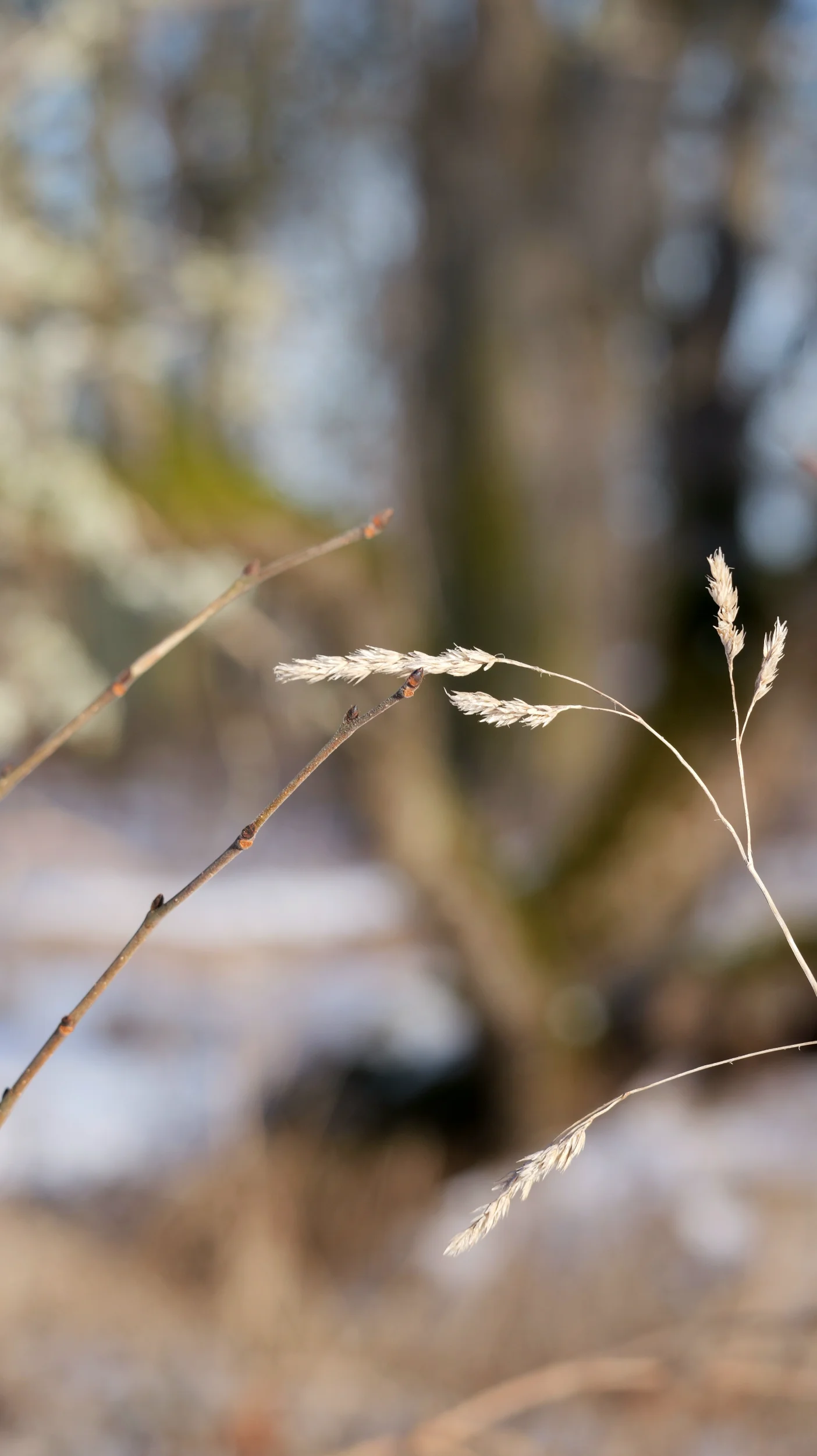 P1036606.webp