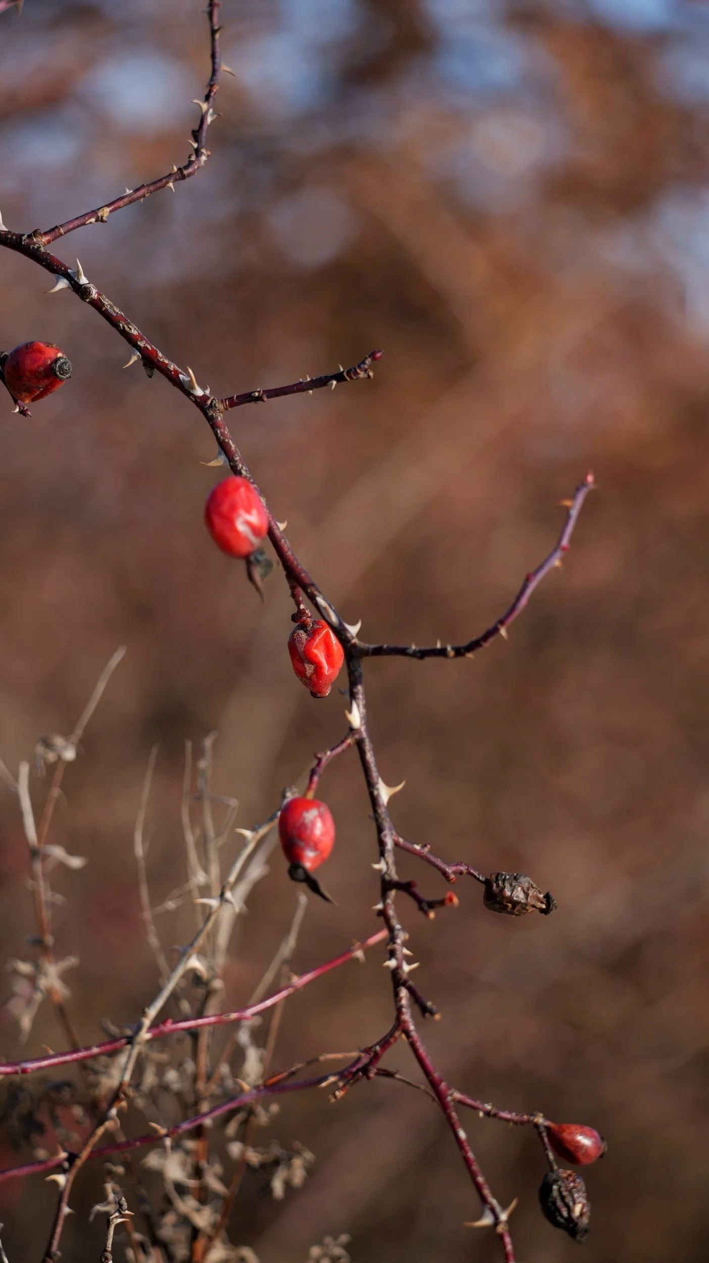 P1036647.webp