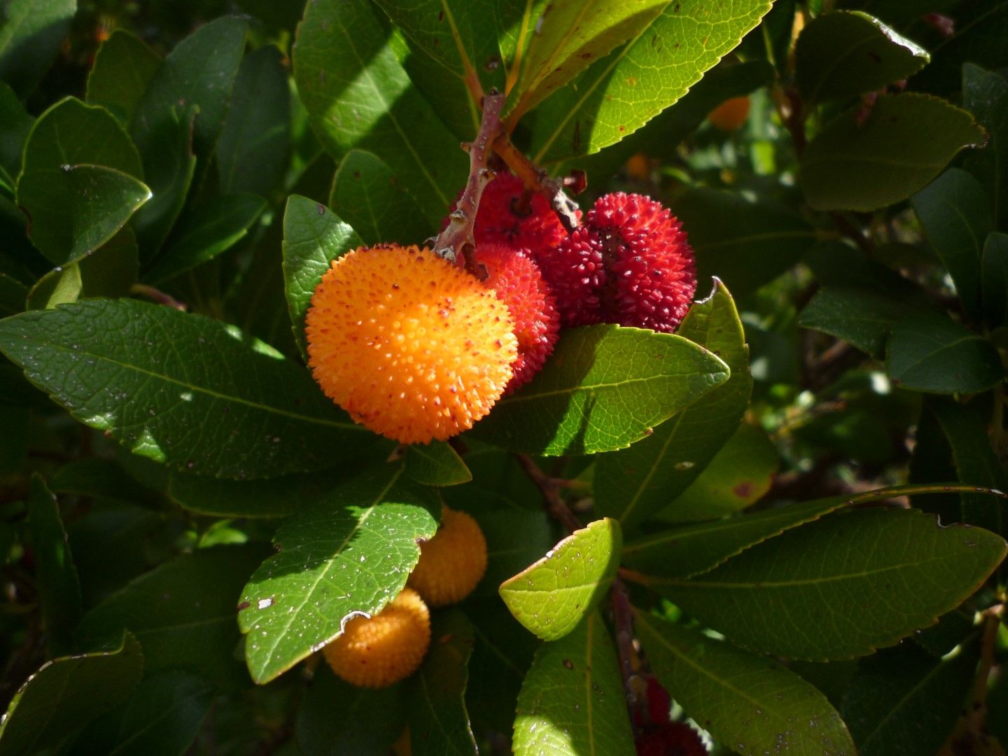 P1050067 (Large).jpeg