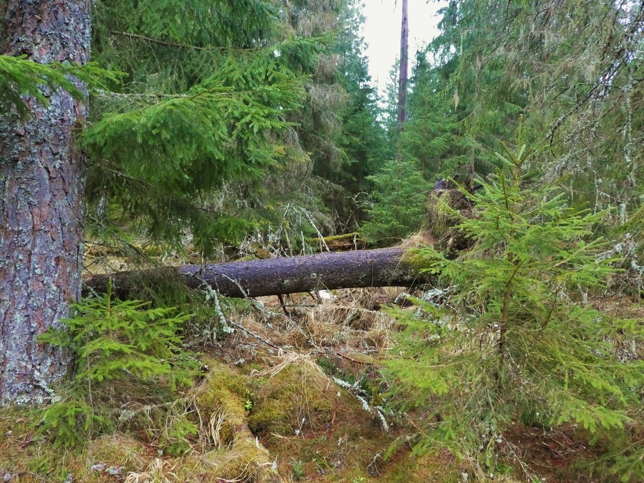 P10504721280x960.jpg