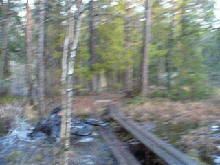 P10807420387.gif ht=240