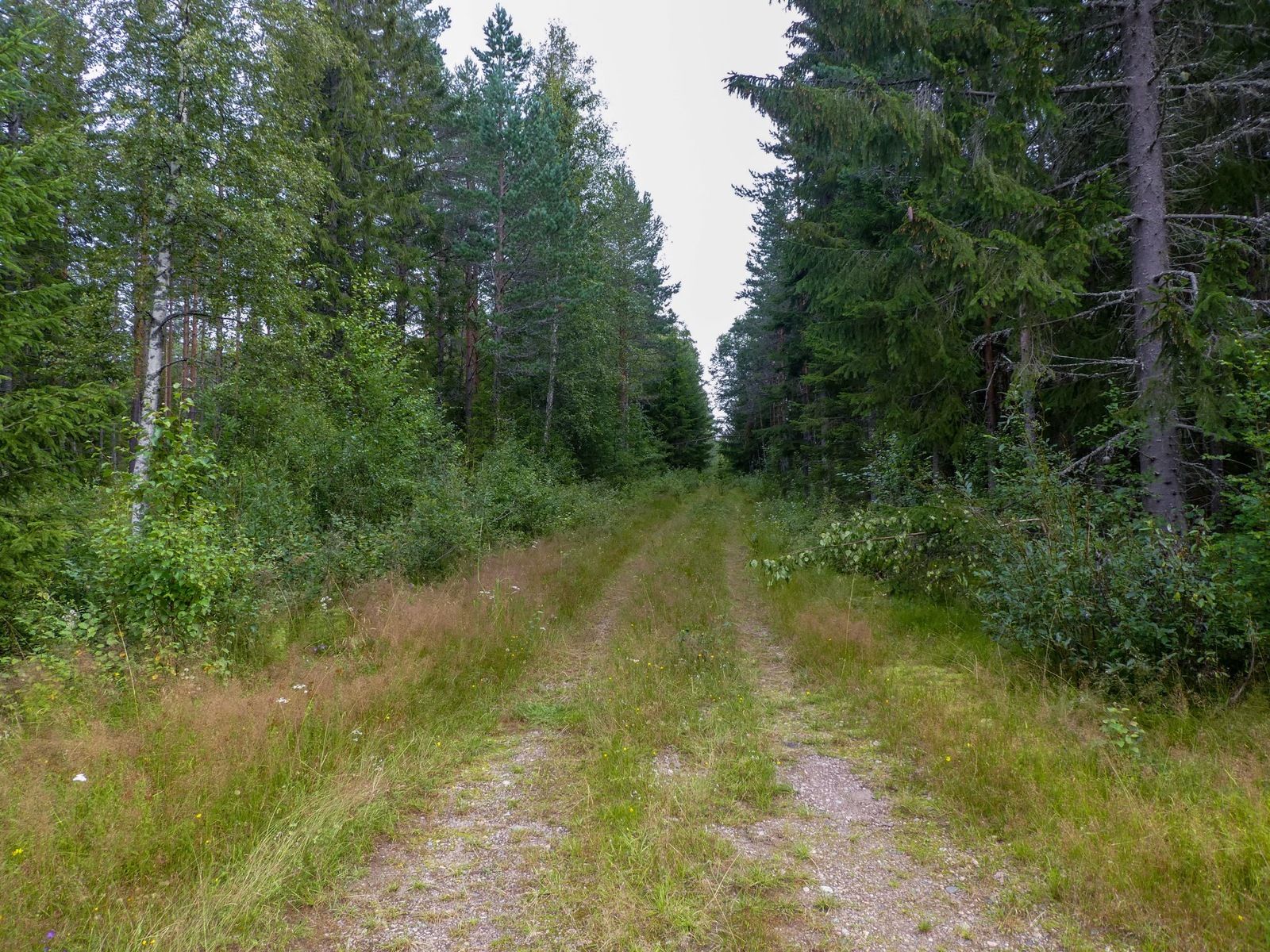 P1140631.jpg