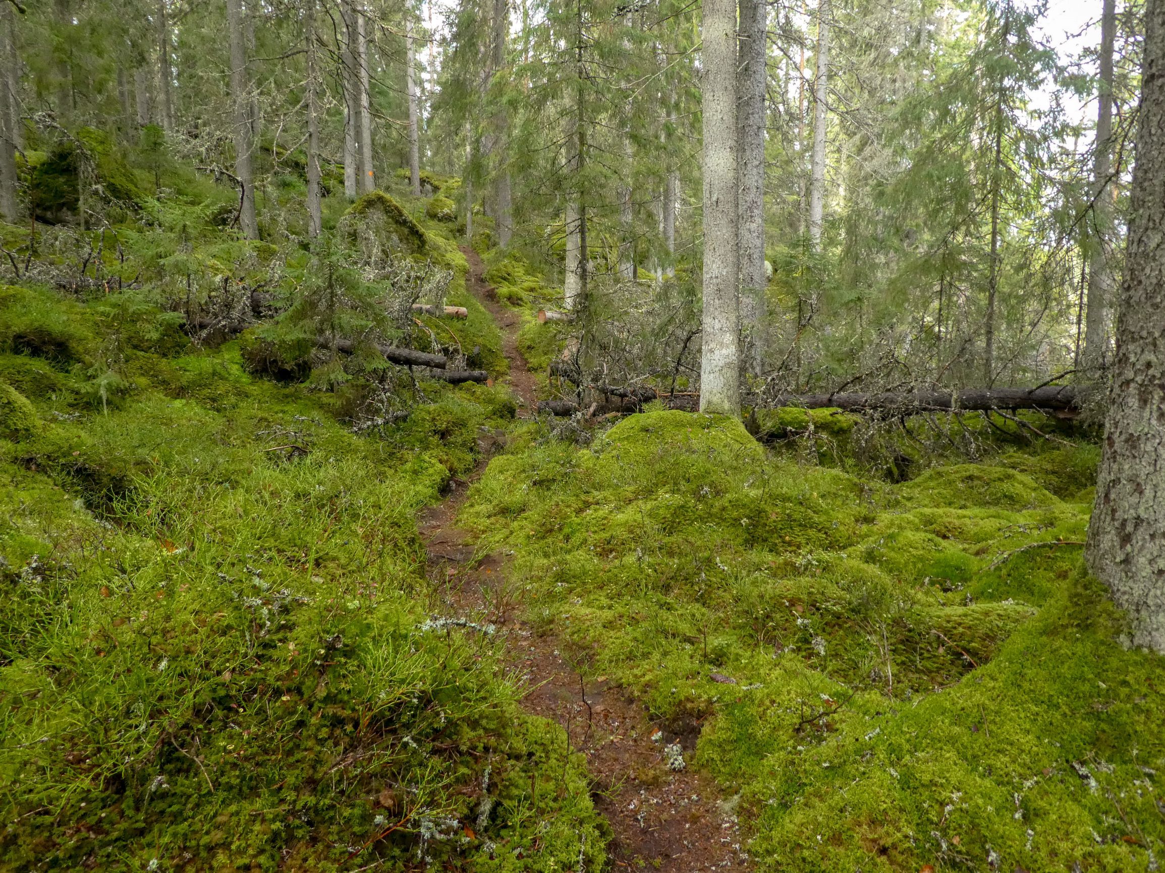 P1170705e.jpg