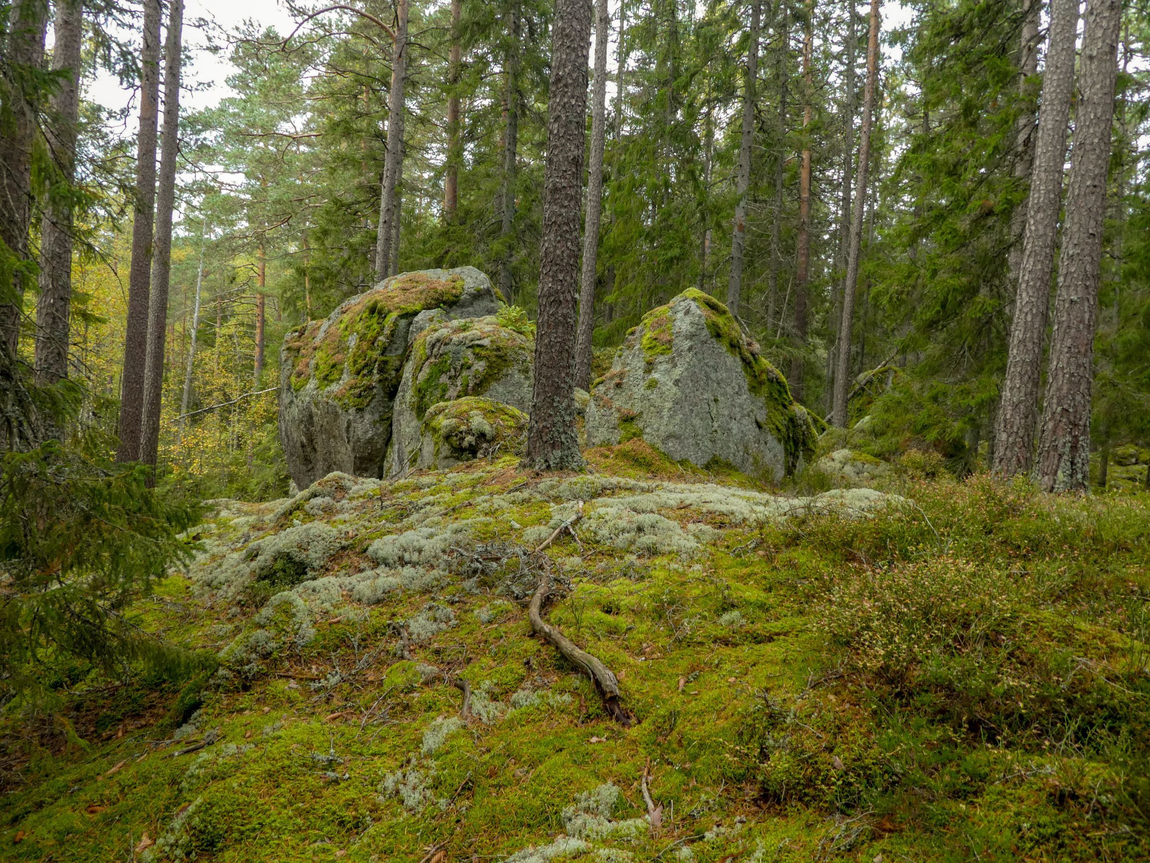 P1170801e.jpg