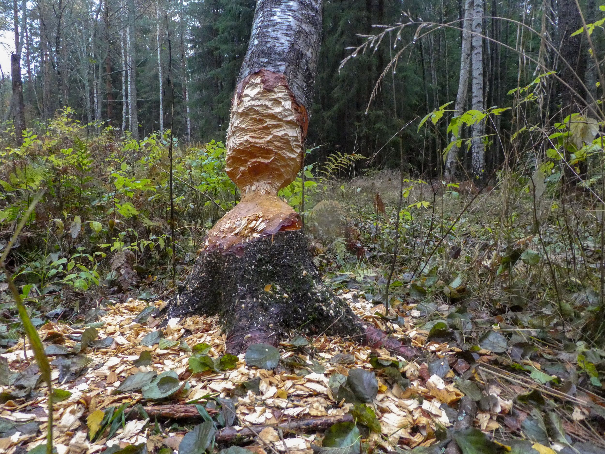 P1180650.jpg