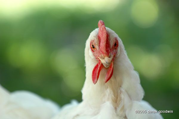 p1360_chicken-tude.jpg ht=400