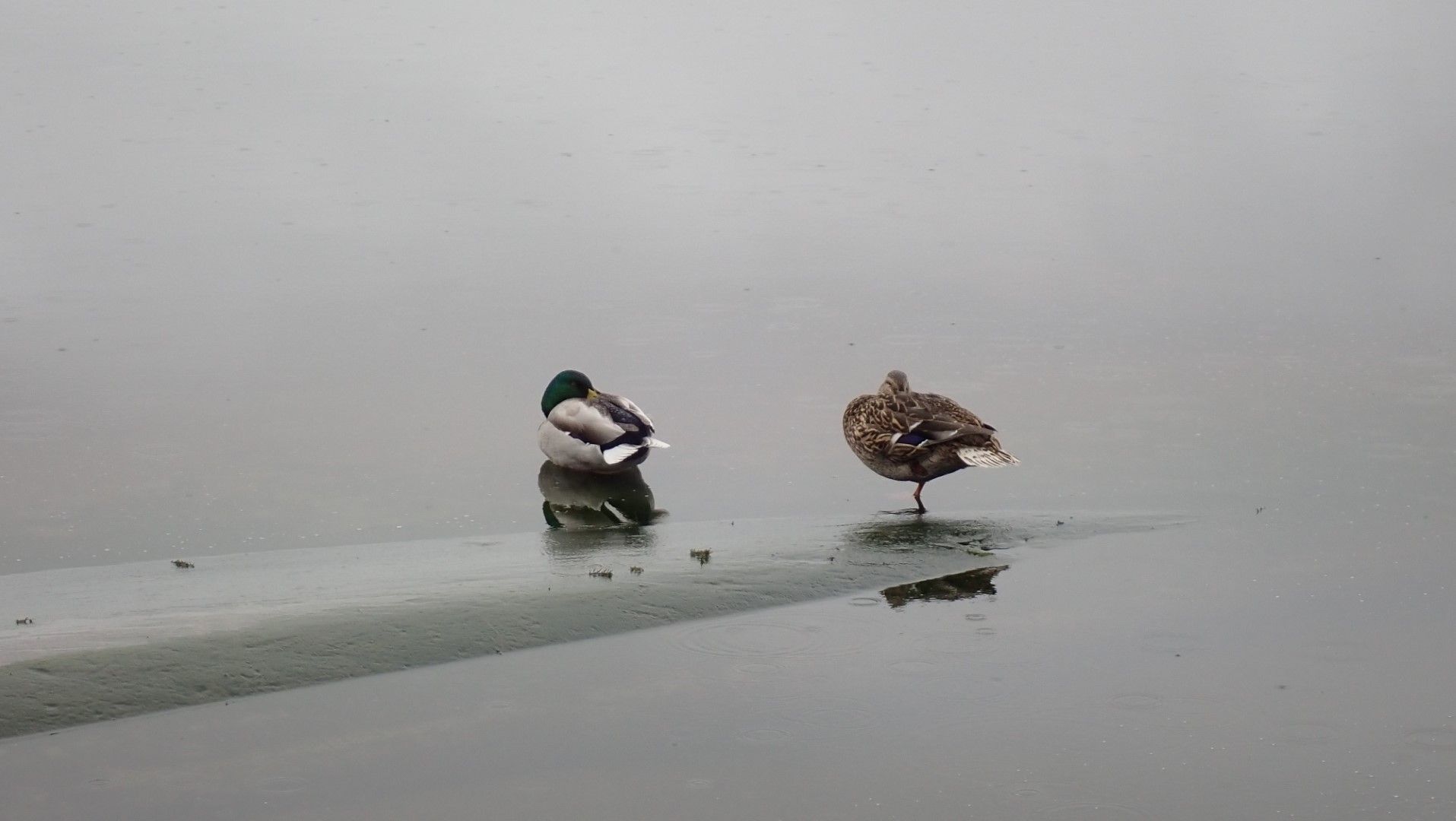 P3316823 (Large).jpeg