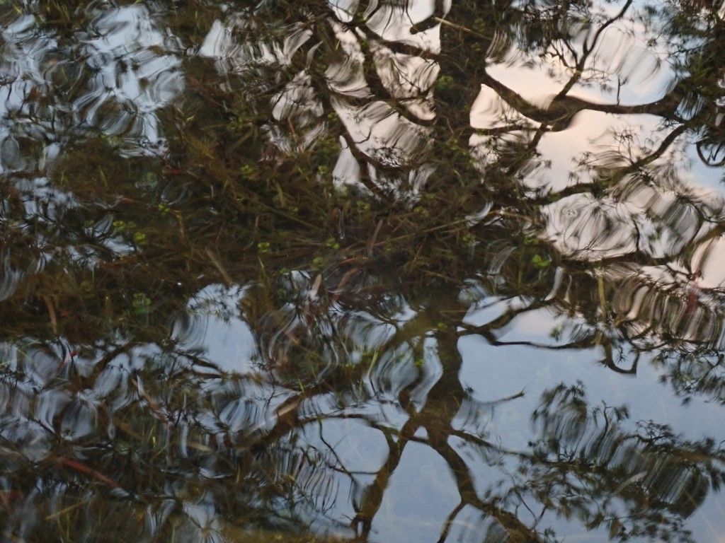 P4171871 (Medium).jpeg
