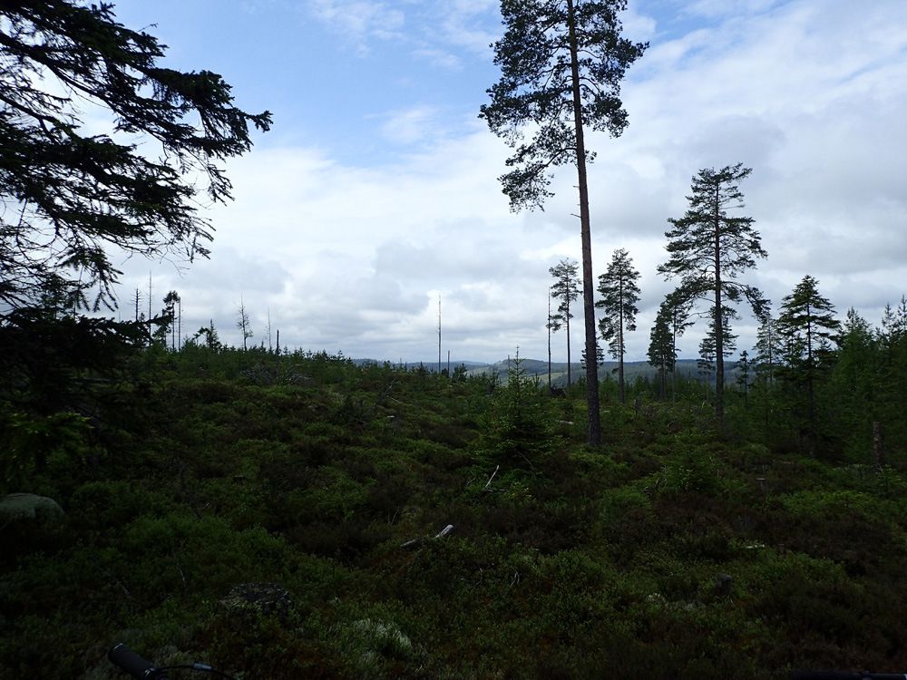 P5290146.jpg