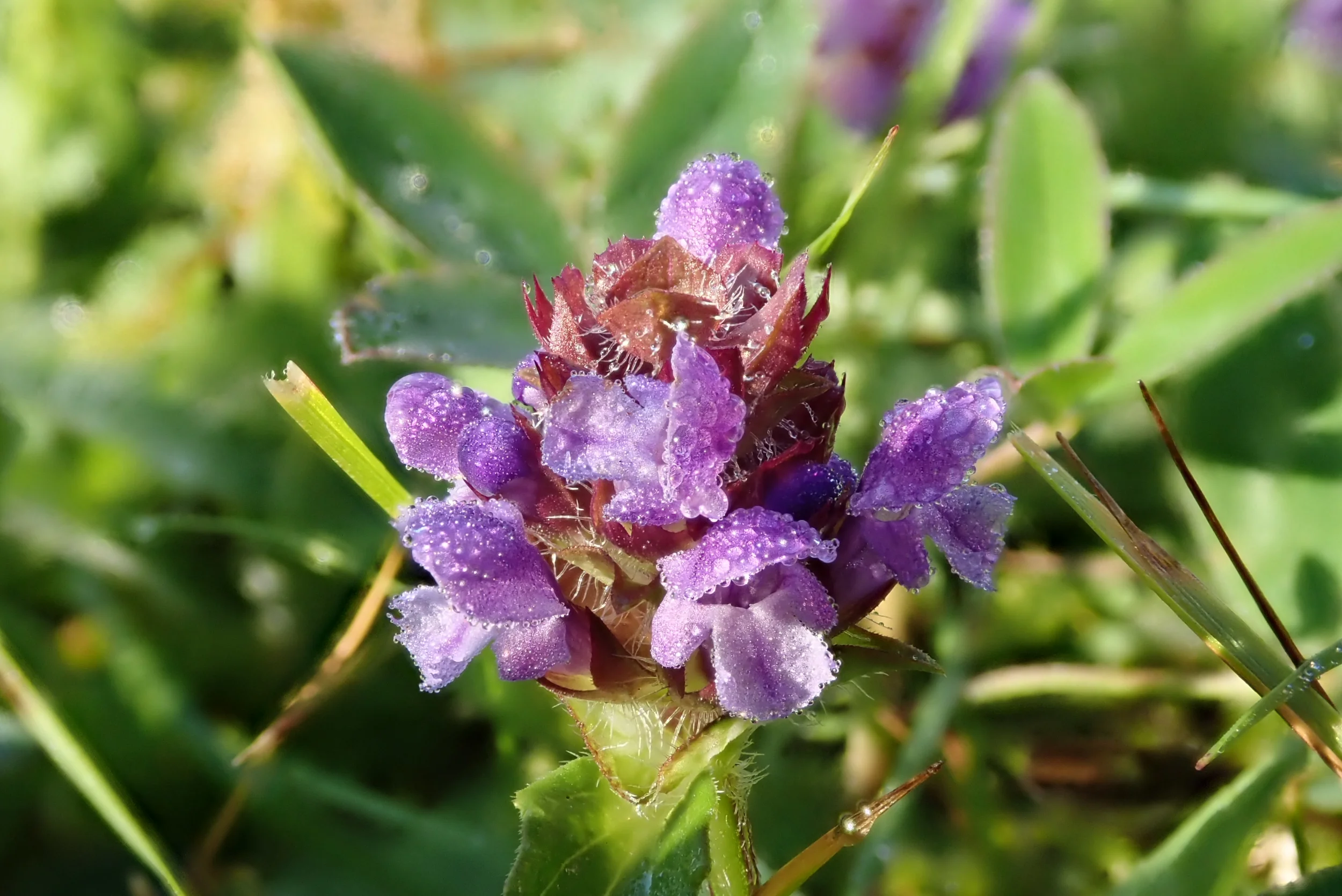 P7102841.webp