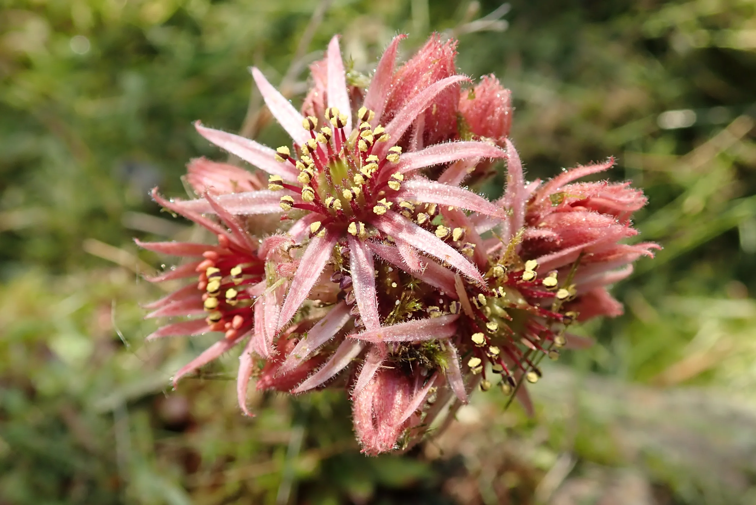 P7102849.webp