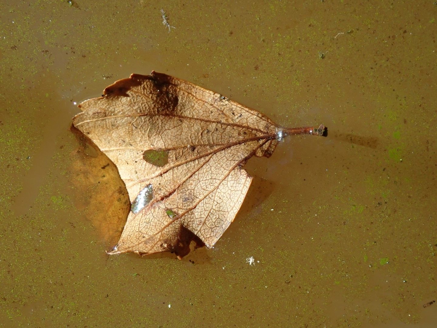 P8083103 (Large).jpeg