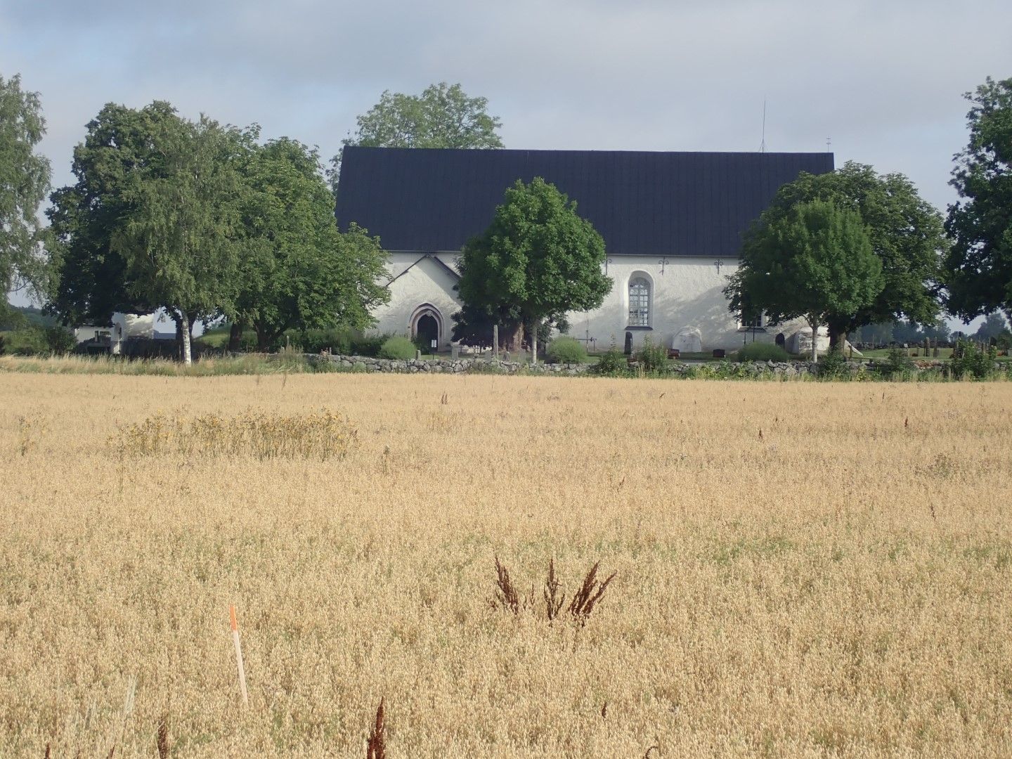 P8143173 (Large).jpeg