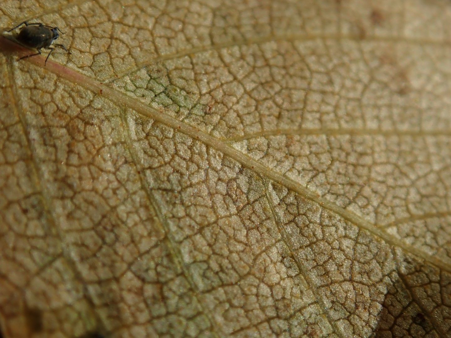 P9193626 (Large).jpeg