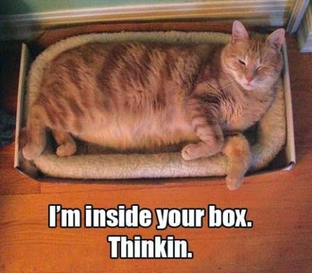 pablololcat1.jpg ht=394