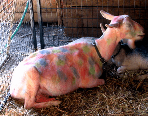 paintedgoat.png